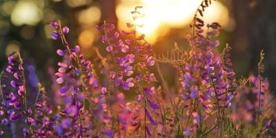 purple flowers, sunset, meadow, flowers in a meadow, blur blackground